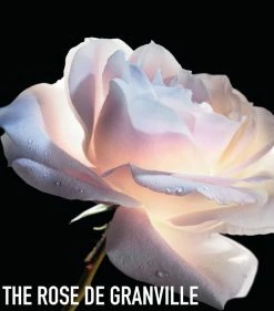 Dior Prestige La Crème Texture Essentielle (50ml) WHITE Day Creams 5 Dior Prestige La Crème Texture Essentielle (50ml) WHITE Day Creams -Dior Sell Shop dior dior prestige la creme texture essentielle 50ml 17521611 36244756 1000