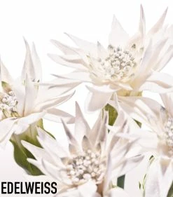 Diorsnow Essence of Light Brightening Milk Serum (30ml) Serums 12 Diorsnow Essence of Light Brightening Milk Serum (30ml) Serums -Dior Sell Shop dior diorsnow essence of light brightening milk serum 30ml 16468618 31888602 1000