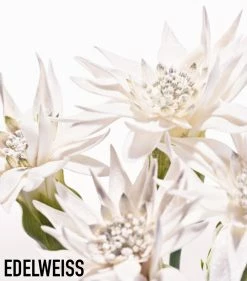 Diorsnow Essence of Light Brightening Milk Serum (50ml) Serums -Dior Sell Shop dior diorsnow essence of light brightening milk serum 50ml 16469513 31888613 1000