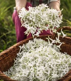 DIOR J'adore Infinissime Eau de Parfum (30ml) Womens Perfume 11 DIOR J'adore Infinissime Eau de Parfum (30ml) Womens Perfume -Dior Sell Shop dior jadore infinissime eau de parfum 30ml 17335080 35635937 1000