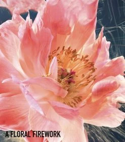 Joy by Dior Eau de Parfum Intense Spray (50ml) Womens Perfume -Dior Sell Shop dior joy by dior eau de parfum intense spray 50ml 16127367 34989333 1000