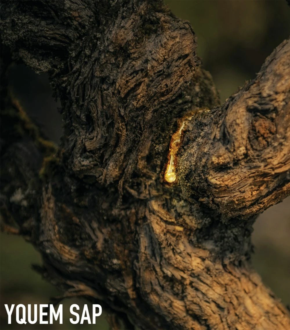 DIOR L'Or de Vie La Crème (50ml) Day Creams 4 DIOR L'Or de Vie La Crème (50ml) Day Creams - Image 4