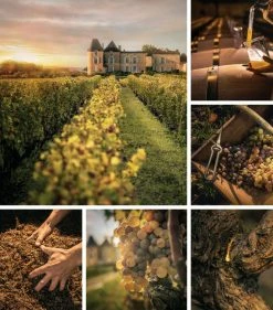 DIOR L'Or de Vie La Crème (50ml) Day Creams 12 DIOR L'Or de Vie La Crème (50ml) Day Creams -Dior Sell Shop dior lor de vie la creme 50ml 16122530 36701993 1000