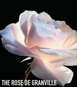 DIOR Prestige La Micro-Huile de Rose Advanced Serum (15ml) Serums -Dior Sell Shop dior prestige la micro huile de rose advanced serum 15ml 17318861 35500263 1000