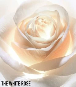 DIOR Prestige Light-in-White La Solution Lumière Activated Serum (30ml) Serums -Dior Sell Shop dior prestige light in white la solution lumiere activated serum 30ml 16468617 31892041 1000