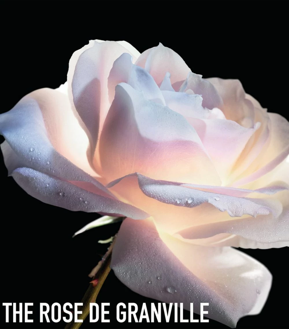 DIOR Prestige Texture Riche Cream (50ml) Day Creams 7 DIOR Prestige Texture Riche Cream (50ml) Day Creams - Image 7